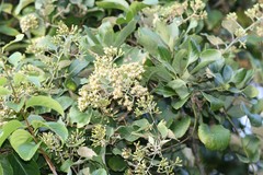 Cissampelopsis corymbosa